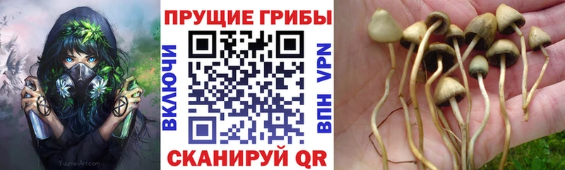Псилоцибиновые грибы мицелий  как найти закладки  MEGA tor  Красково 